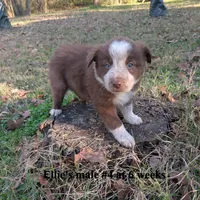Red, a male Border Collie for sale in Jacksonville, TX – Photo 4 of 5