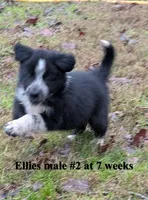 Jet, a male Border Collie for sale in Jacksonville, TX – Photo 4 of 5