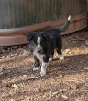 Jet, a male Border Collie for sale in Jacksonville, TX – Photo 3 of 5
