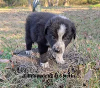 Jet, a male Border Collie for sale in Jacksonville, TX – Photo 5 of 5