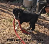Jet, a male Border Collie for sale in Jacksonville, TX – Photo 2 of 5
