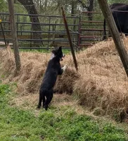 Blaze, a male Border Collie for sale in Jacksonville, TX – Photo 2 of 6