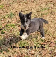 Blaze, a male Border Collie for sale in Jacksonville, TX – Photo 3 of 6