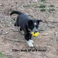 Blaze, a male Border Collie for sale in Jacksonville, TX – Photo 4 of 6