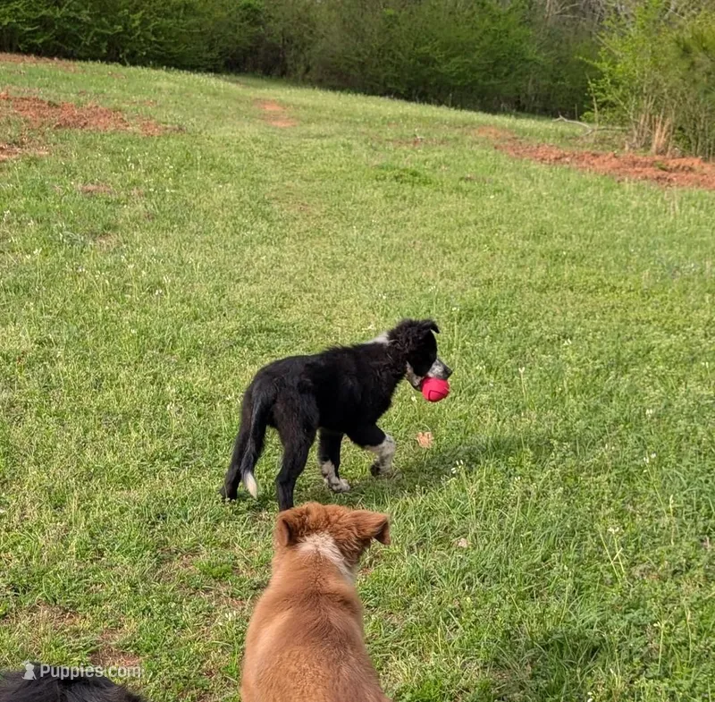 Blaze – Border Collie puppy for sale in Jacksonville, TX