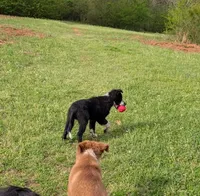 Blaze, a male Border Collie for sale in Jacksonville, TX – Photo 1 of 6