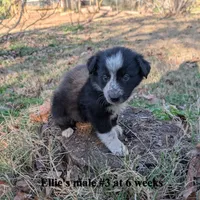 Blaze, a male Border Collie for sale in Jacksonville, TX – Photo 6 of 6