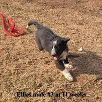 Blaze, a male Border Collie for sale in Jacksonville, TX – Photo 5 of 6