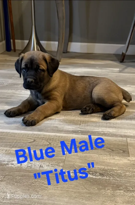 Titus – Cane Corso puppy for sale in Danville, IL