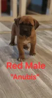 Anubis, a male Cane Corso for sale in Danville, IL – Photo 2 of 3