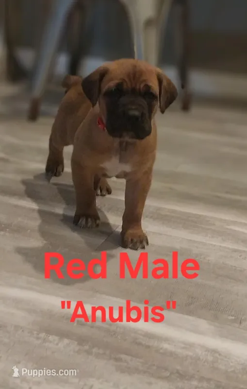 Anubis, a male Cane Corso for sale in Danville, IL – Photo 1 of 3
