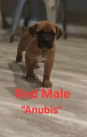 Anubis, a male Cane Corso for sale in Danville, IL – Photo 1 of 3