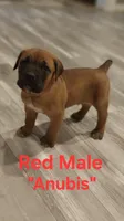 Anubis, a male Cane Corso for sale in Danville, IL – Photo 3 of 3
