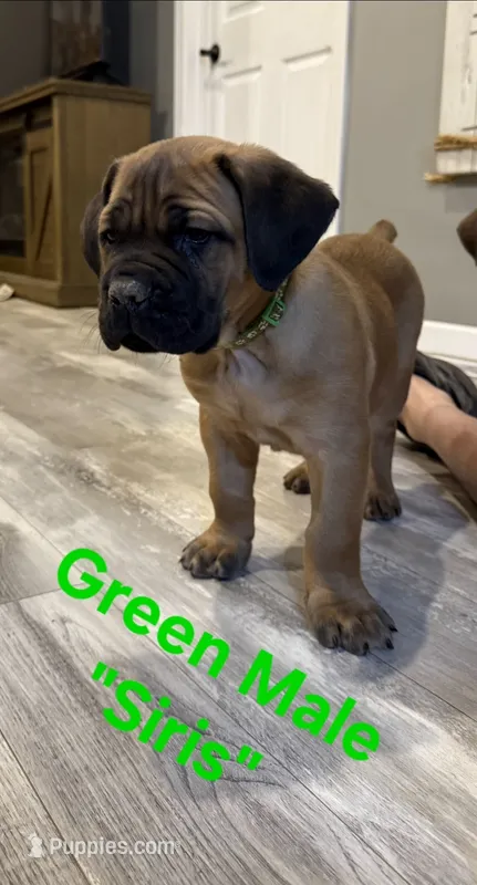 Siris – Cane Corso puppy for sale in Danville, IL
