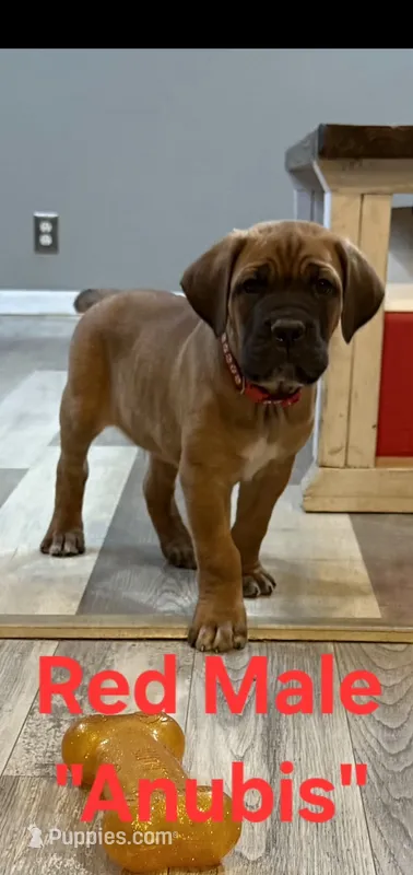 Anubis – Cane Corso puppy for sale in Danville, IL