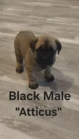 Atticus, a male Cane Corso for sale in Danville, IL – Photo 1 of 2