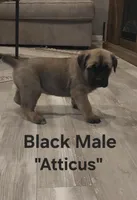 Atticus, a male Cane Corso for sale in Danville, IL – Photo 2 of 2