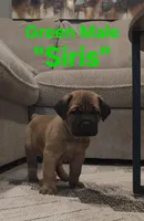 Siris, a male Cane Corso for sale in Danville, IL – Photo 2 of 3