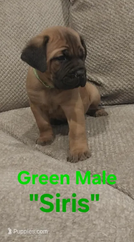 Siris, a male Cane Corso for sale in Danville, IL – Photo 1 of 3