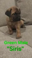 Siris, a male Cane Corso for sale in Danville, IL – Photo 1 of 3