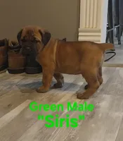 Siris, a male Cane Corso for sale in Danville, IL – Photo 3 of 3