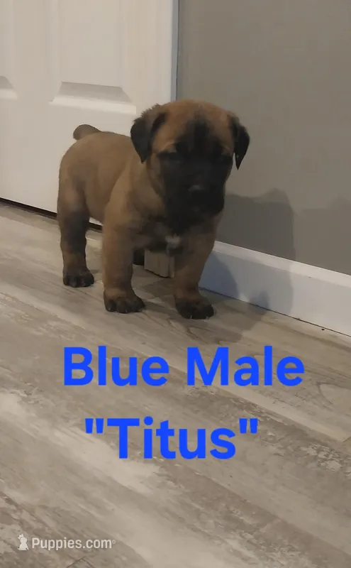 Titus – Cane Corso puppy for sale in Danville, IL
