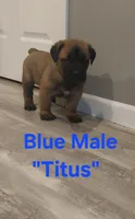 Titus, a male Cane Corso for sale in Danville, IL – Photo 1 of 2