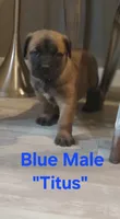 Titus, a male Cane Corso for sale in Danville, IL – Photo 2 of 2