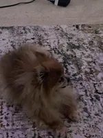 Skittles, a  Pomeranian for sale in Tampa, FL – Photo 7 of 10