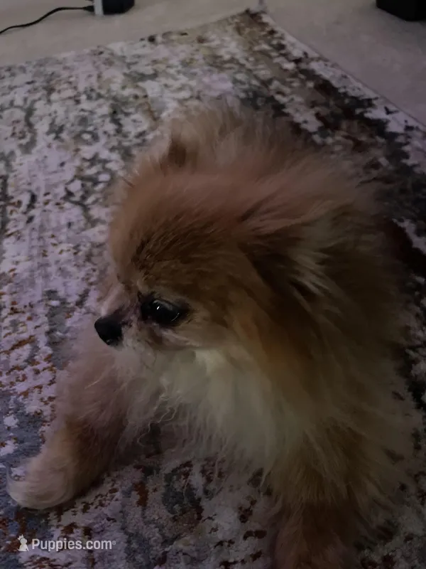 Skittles – Pomeranian puppy for sale in Tampa, FL
