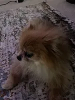 Skittles, a  Pomeranian for sale in Tampa, FL – Photo 1 of 10