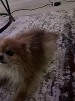 Skittles, a  Pomeranian for sale in Tampa, FL – Photo 3 of 10