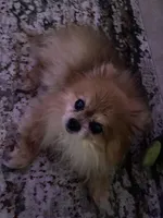 Skittles, a  Pomeranian for sale in Tampa, FL – Photo 4 of 10