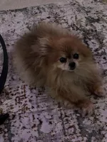 Skittles, a  Pomeranian for sale in Tampa, FL – Photo 10 of 10