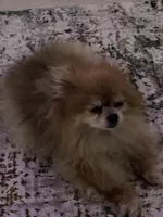 Skittles, a  Pomeranian for sale in Tampa, FL – Photo 9 of 10