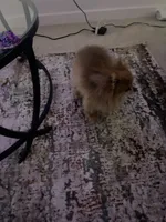 Skittles, a  Pomeranian for sale in Tampa, FL – Photo 6 of 10