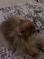 Skittles, a  Pomeranian for sale in Tampa, FL – Photo 8 of 10