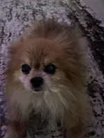 Skittles, a  Pomeranian for sale in Tampa, FL – Photo 2 of 10