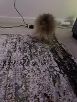 Skittles, a  Pomeranian for sale in Tampa, FL – Photo 5 of 10