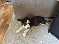 Puppy, a female Australian Shepherd for sale in Mora, MN – 1 of 1