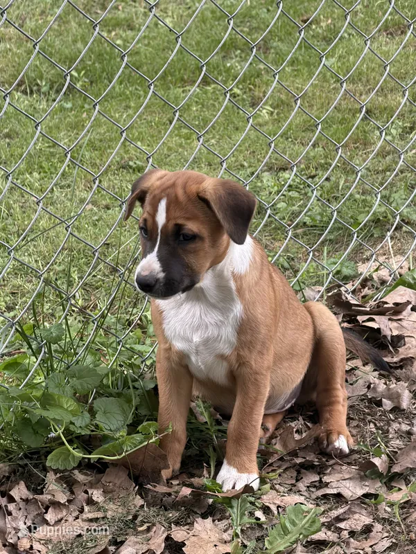 Puppy – Australian Shepherd puppy for sale in Mora, MN