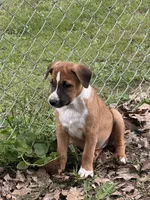 Puppy, a female Australian Shepherd for sale in Mora, MN – 1 of 1