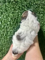 Chrissy, a female Shihpoo for sale in Rolla, MO – 3 of 3