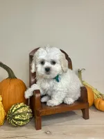 Jack , a male Shihpoo for sale in Rolla, MO – 3 of 8