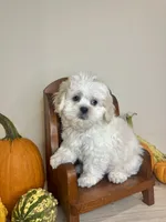 Jack , a male Shihpoo for sale in Rolla, MO – 4 of 8