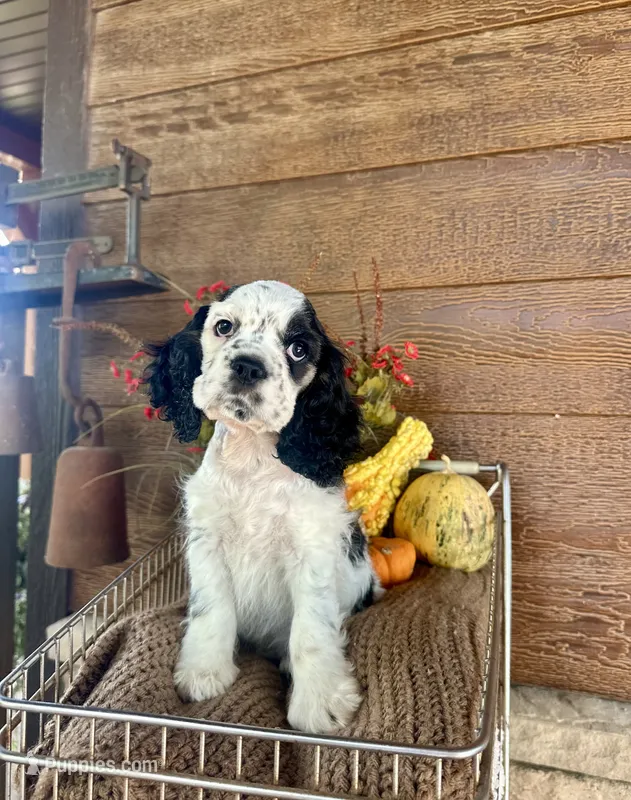 Domino – Cocker Spaniel puppy for sale in Rolla, MO