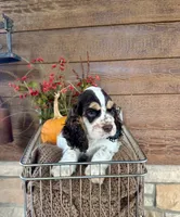 Clue, a male Cocker Spaniel for sale in Rolla, MO – 3 of 5