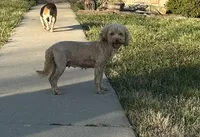 Cassi, a female Cockapoo for sale in Rolla, MO – Photo 4 of 7