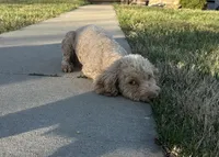 Cassi, a female Cockapoo for sale in Rolla, MO – Photo 3 of 7