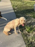 Cassi, a female Cockapoo for sale in Rolla, MO – Photo 5 of 7